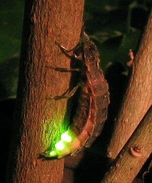 https://cdn.gdch.de/prod/csm_Gluehwuermchen_Lampyris_noctiluca_Wikipedia_5adcf20f2d_0b1096b3bd.jpg