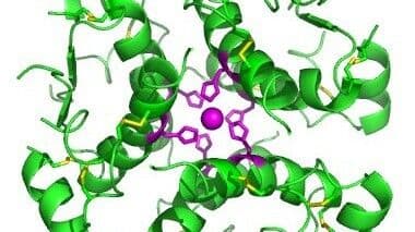 https://cdn.gdch.de/prod/csm_Insulin_Hexamer_wikipedia_cf5b20d525_89b589d39d.jpg