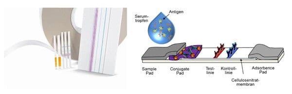 https://cdn.gdch.de/prod/csm_KW_8_Sartorius_Lateral_Flow_Assay_bearbeit_2880002b9d_1a1bd4586d.jpg