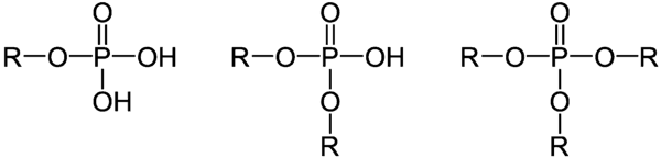 https://cdn.gdch.de/prod/csm_Phosphors_C3_A4ureester_936f6d4361_ea9d8b4011.png