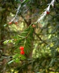 https://cdn.gdch.de/prod/csm_Taxus_brevifolia_Blue_Mts_WA_7a56ebacc1_544391cad6.jpg