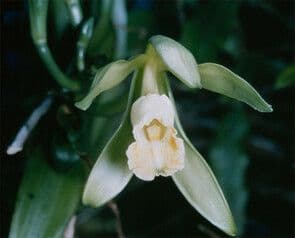 https://cdn.gdch.de/prod/csm_Vanilla_planifolia_1_deb86f3c87_e9278f9145.jpg