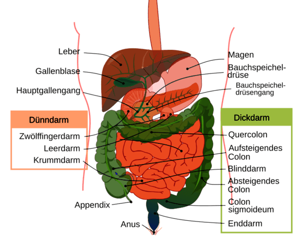 https://cdn.gdch.de/prod/csm_Abb5_Verdauungssystem_40f3629ef4_48aa0b8756.png