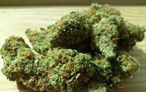 https://cdn.gdch.de/prod/csm_Abb_2_Cannabis_Marihuana_Pixabay_024c5da2a6_629fc8de09.jpg